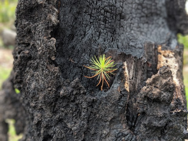 Just like a seedling that turns into a tree after forest fires have ravaged the land...you too can thrive