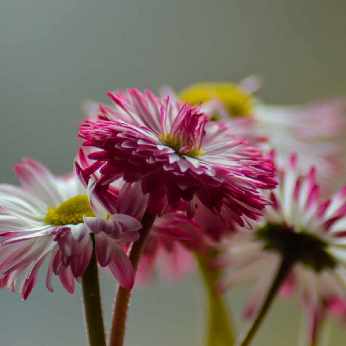 Perlen der homöopatischen Hausapotheke: Bellis&nbsp;perennis!