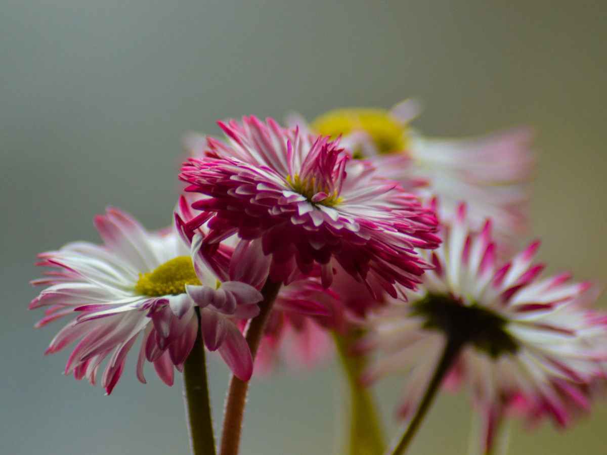 Perlen der homöopatischen Hausapotheke: Bellis&nbsp;perennis!